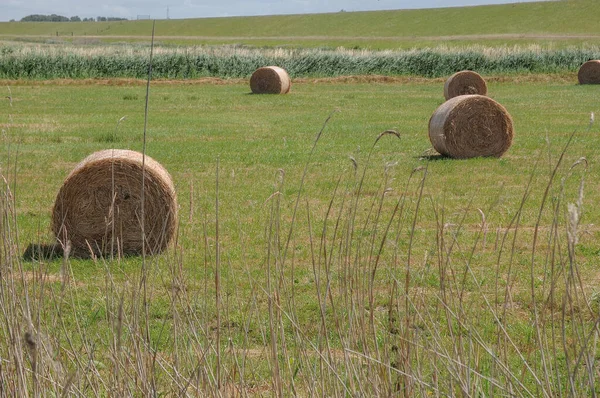 Weener Και Ποταμός Στη Γερμανική Ostfriesland — Φωτογραφία Αρχείου