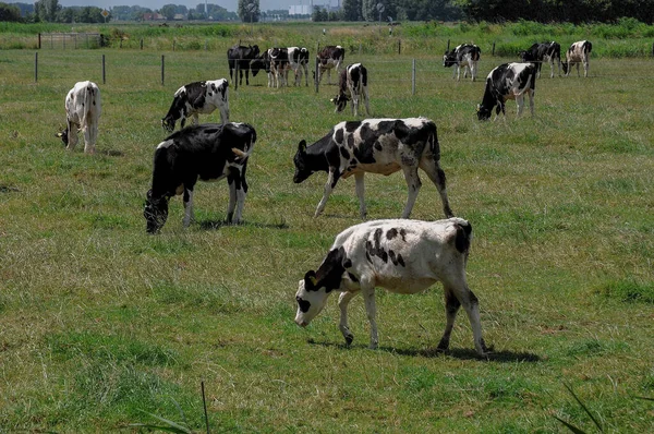 Weener ve nehir Alman Ostfriesland 'da.