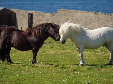 İskoçya 'da Lerwick şehrinin bulunduğu shetland adaları