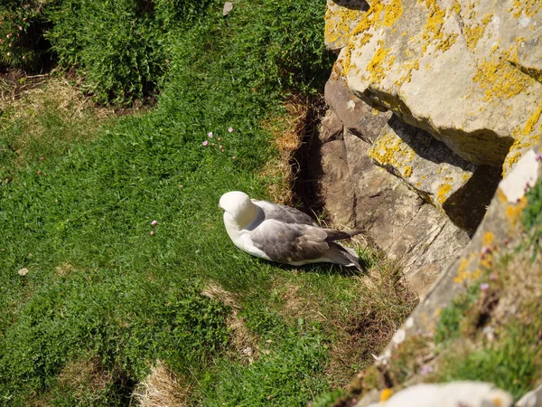 Die Shetlandinseln Mit Der Stadt Lerwick Schottland — Stockfoto