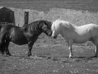 İskoçya 'da Lerwick şehrinin bulunduğu shetland adaları 