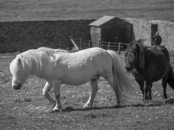 Skoçya Lerwick Şehrinin Bulunduğu Shetland Adaları — Stok fotoğraf