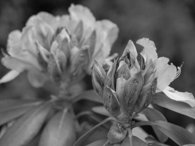 Almanya 'nın Schlei nehrindeki küçük Arnis şehri.