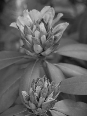 Almanya 'nın Schlei nehrindeki küçük Arnis şehri.