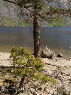 Norveç limanındaki küçük Eidfjord köyü