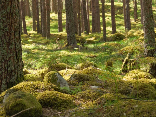 Mała Wioska Eidfjord Norweskim Hardangerfjord — Zdjęcie stockowe