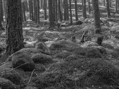 Norveç limanındaki küçük Eidfjord köyü