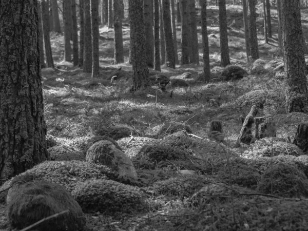 Norveç limanındaki küçük Eidfjord köyü