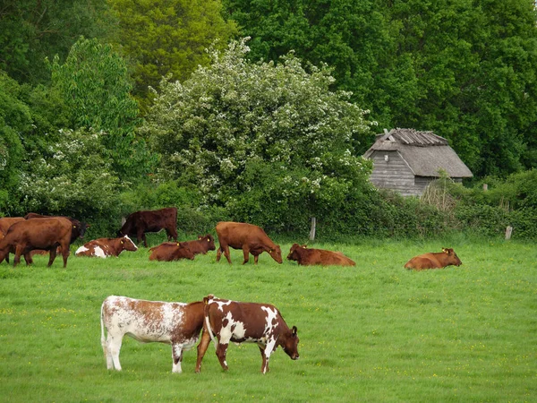 Holstein Holstein Eyâletinde Maasholm Eckernfoette Nin Küçük Bir Köyü — Stok fotoğraf