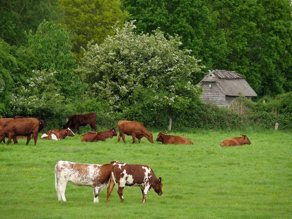 Petit Village Maasholm Eckernfoerde Dans Schleswig Holstein — Photo