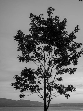 Lindau Almanya 'da göl kıyısında.