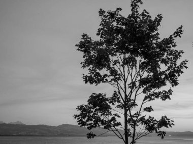 Lindau Almanya 'da göl kıyısında.