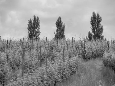Almanya ve Avusturya 'daki Göl Polisi.