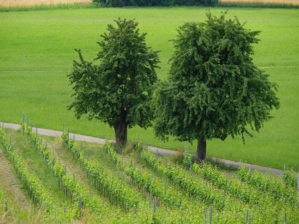 Der Bodensee Deutschland Und Österreich — Stockfoto