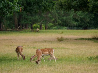 Alman muensterland 'inde geyikler