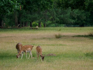 Alman muensterland 'inde geyikler