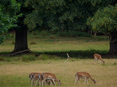 Alman muensterland 'inde geyikler