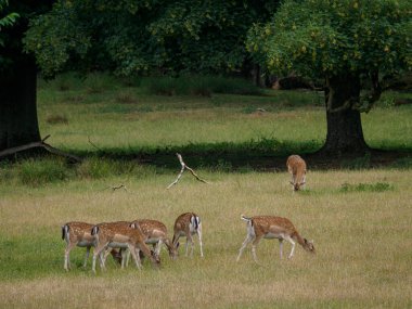 Alman muensterland 'inde geyikler
