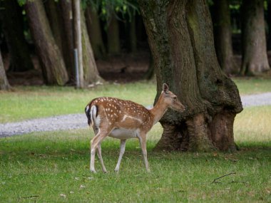 Alman muensterland 'inde geyikler