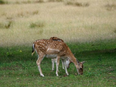 Alman muensterland 'inde geyikler