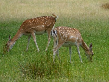 Alman muensterland 'inde geyikler
