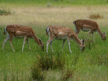 Alman muensterland 'inde geyikler