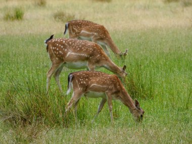 Alman muensterland 'inde geyikler
