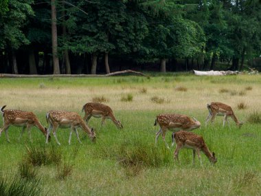 Alman muensterland 'inde geyikler