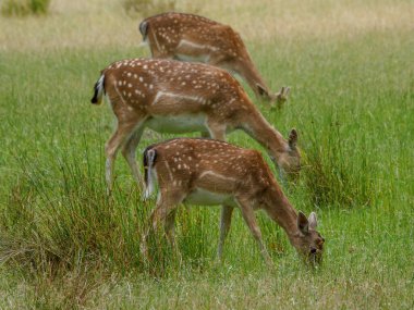 Alman muensterland 'inde geyikler