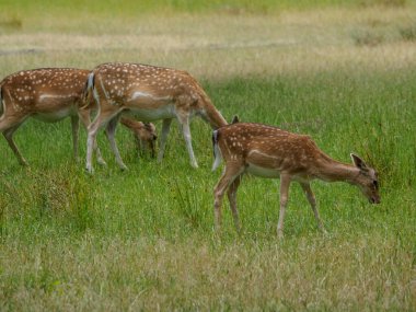Alman muensterland 'inde geyikler