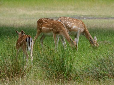 Alman muensterland 'inde geyikler