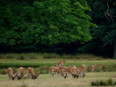 Alman muensterland 'inde geyikler