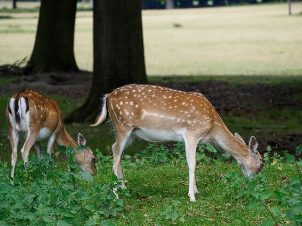 Cervi Nel Muensterland Tedesco — Foto Stock