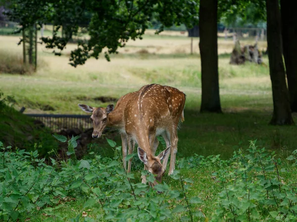 Deers German Muensterland — Stock Photo, Image