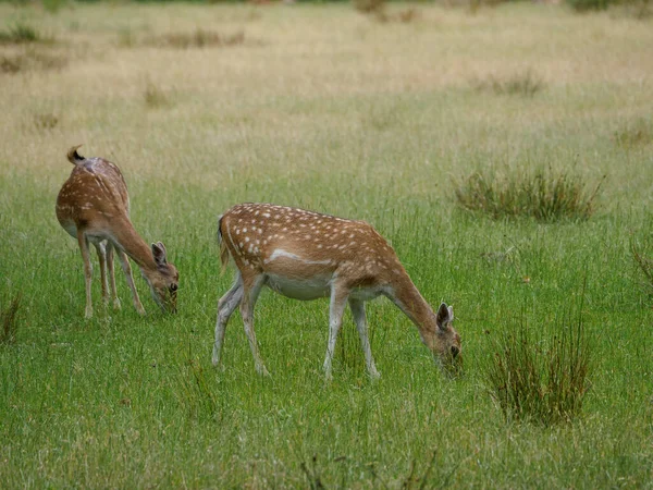 Alman Muensterland Inde Geyikler — Stok fotoğraf