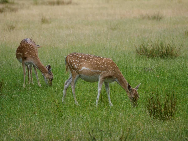 Alman Muensterland Inde Geyikler — Stok fotoğraf