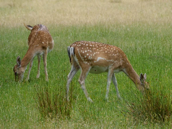 Herten Het Duitse Muensterland — Stockfoto