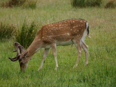 Alman muensterland 'inde geyikler