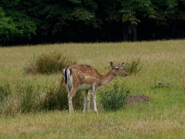 Alman muensterland 'inde geyikler