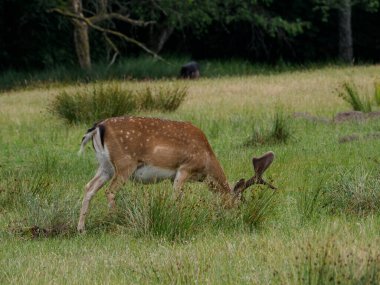 Alman muensterland 'inde geyikler