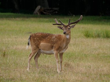 Alman muensterland 'inde geyikler