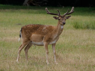 Alman muensterland 'inde geyikler