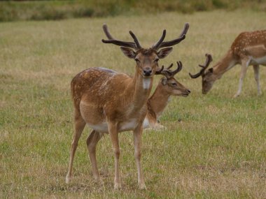 Alman muensterland 'inde geyikler