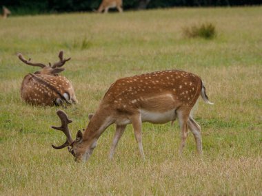 Alman muensterland 'inde geyikler