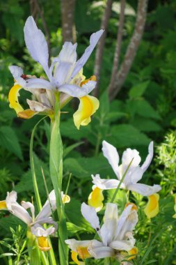 Almanya 'daki Baltık Denizi' nde.