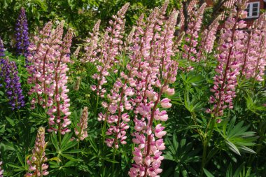 Kappeln Almanya 'daki Schlei Nehri' nde.