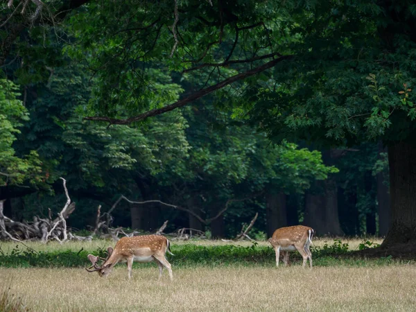 Cerfs Dans Pays Des Muentins Allemand — Photo