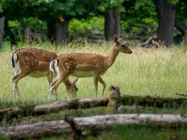 德国荒原上的鹿 — 图库照片