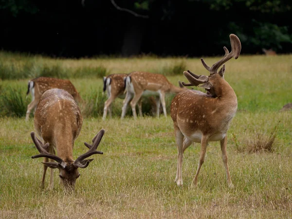 Deers German Muensterland — стокове фото