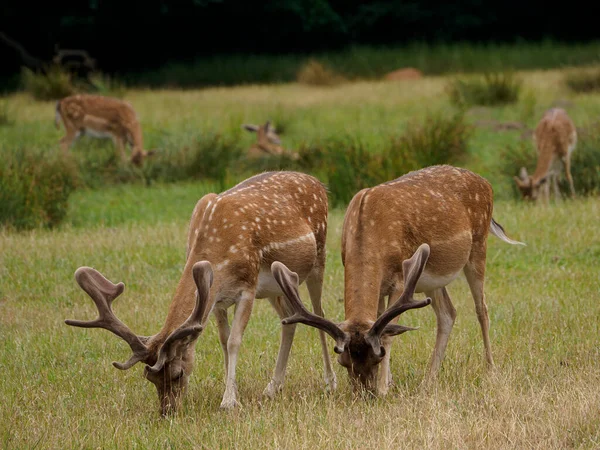 Rehe Münsterland — Stockfoto